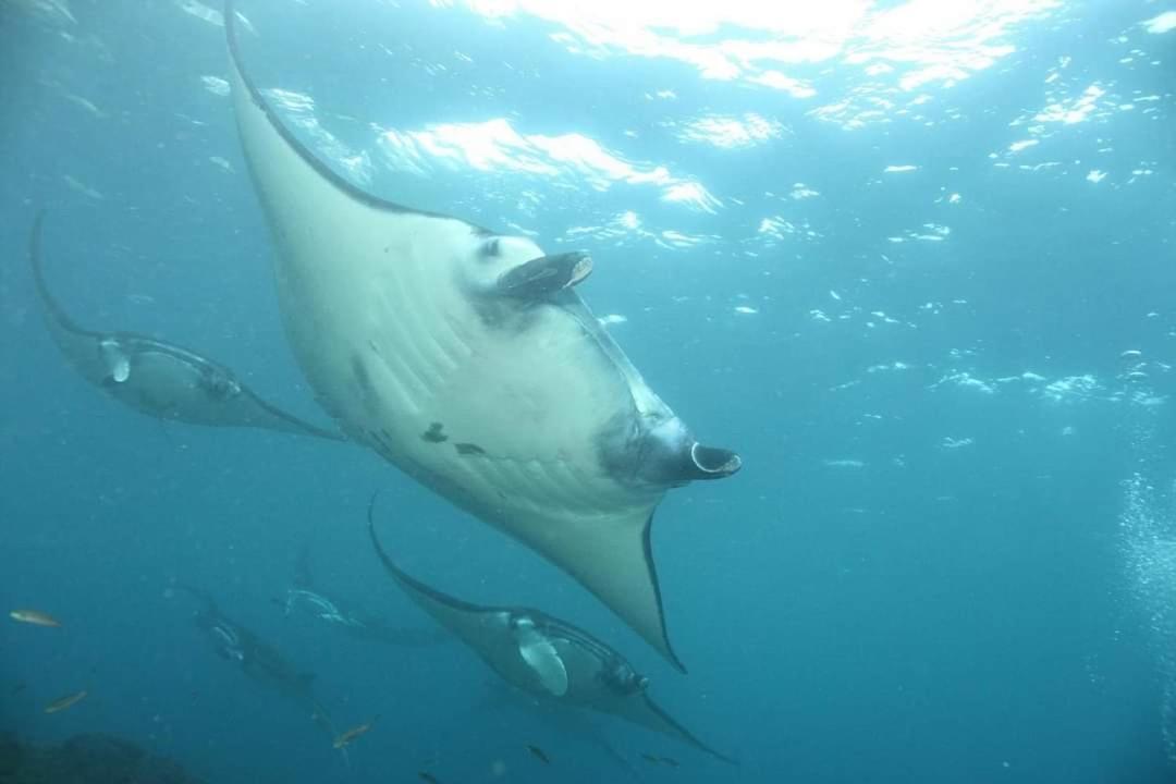 Pondok Bambu Resort - 5 Stars Padi Dive Centre จันดีดาซา ภายนอก รูปภาพ